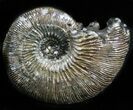 Pyritized Ammonite (Kosmoceras) Fossil - Russia #34607-1